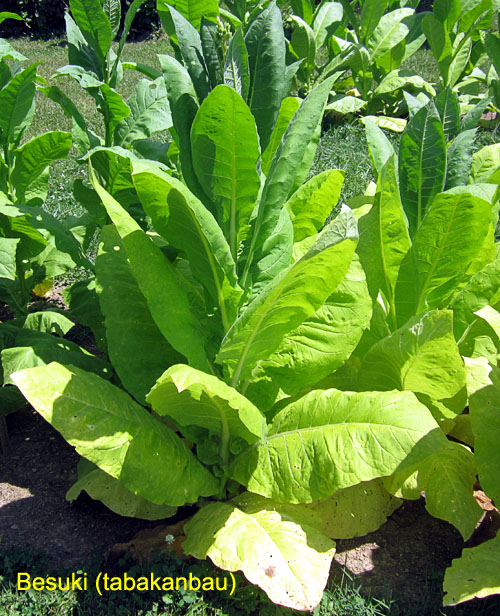 Garden20170724_2888_BesukiTabakanbau_plant_500.jpg