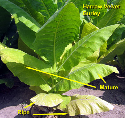 Garden20140730_1389_HarrowVelvet_maturity_400.jpg