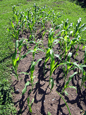 Garden20120531_209_BloodyButcherCorn_300.jpg