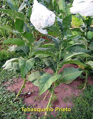 Garden20130722_818_TabasquenoPrieto_entirePlant_300.jpg