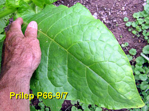 Garden20130707_746_PrilepP66_9_7_leaf_300.jpg