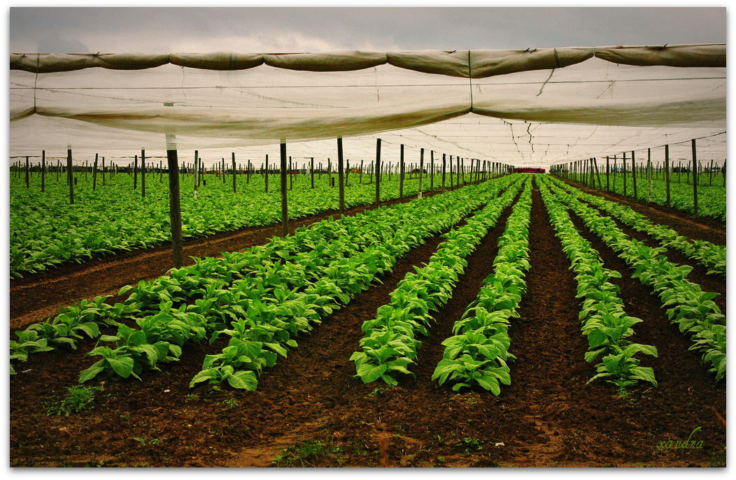 How I grow Shade Leaf Tobacco | Fair Trade Tobacco