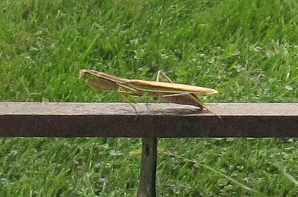 Garden20251011_7693_PrayingMantis.jpg