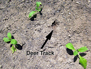 Garden20130530_650_DeerTrack_300.jpg