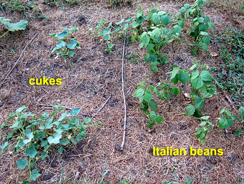 Garden20200715_5241_cukes_beans_bed_500.jpg