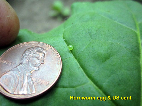 Garden20140625_1262_pestFest_hornwormEgg_500.jpg