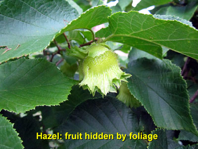 Garden20140628_1279_hazel_fruit_400.jpg