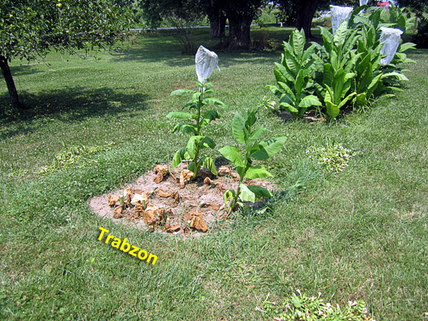 Garden20210729_5929_Trabzon_bed_600.jpg