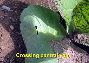 Garden20140624_1259_pestFest_crossingCentralVein_300.jpg