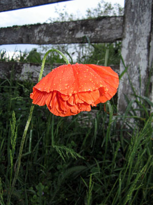 Garden20150517_1770_LonePoppy_300.jpg
