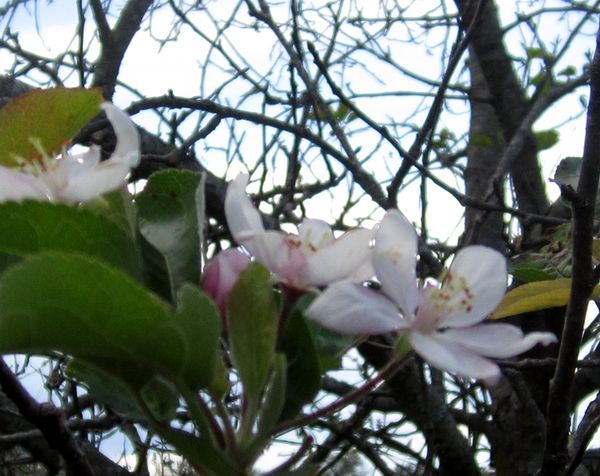 Garden20250915_7678_appleBlossoms_600.jpg