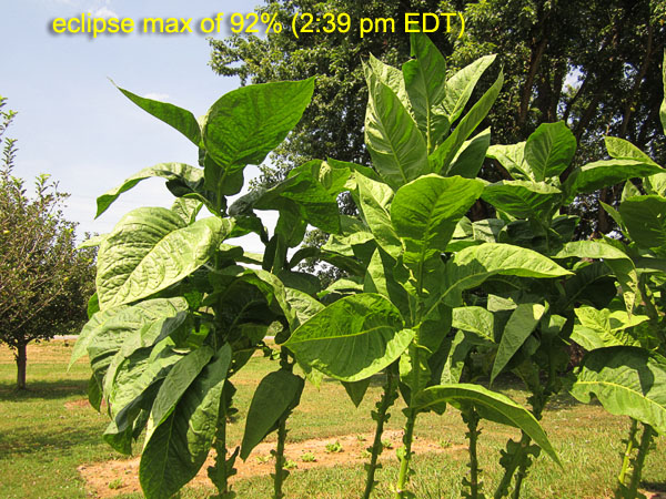 Garden20170821_2994_eclipse_Corojo99_max_600.jpg