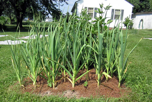 Garden20140527_1183_BroadleafCzechGarlic_600.jpg