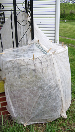 Garden20200506_5079_porchCornerBed_covered_300.jpg