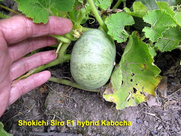 Garden20200728_5288_miniKabocha_size_600a.jpg