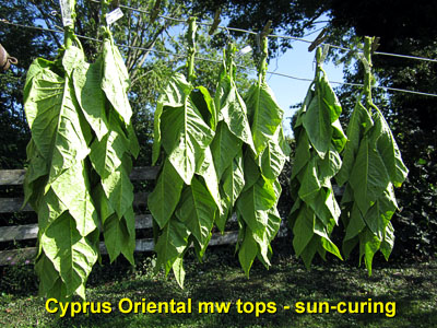 Garden20140827_1484_CyprusOriental_tops_sunCuring_400.jpg