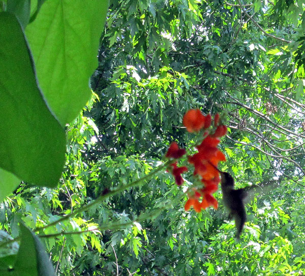 Garden20130726_850_hummingbird_oblique_600.jpg