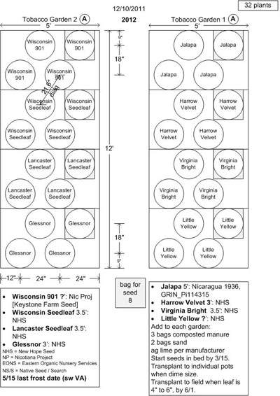 how far apart do you plant tobacco plants Diameter of a mature plant? | Fair Trade Tobacco