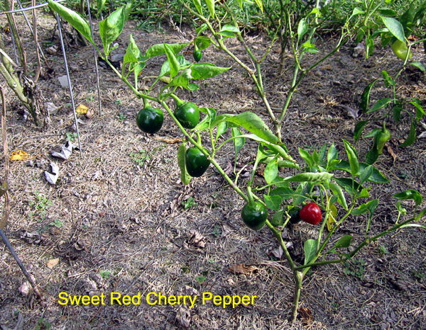 Garden20170925_3113_CherryPepper_600.jpg