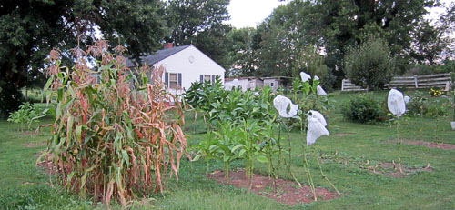 Garden20130823_919_entireGarden_500.jpg