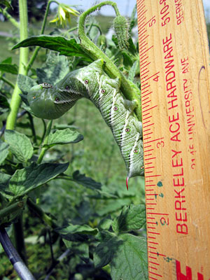 Garden20120707_315_hornwormOnTomato_300.jpg