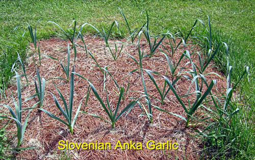 Garden20170430_2588_AnkaGarlicBed_500.jpg