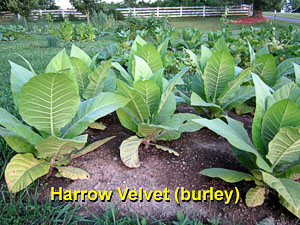 Garden20130628_720_Harrow_300.jpg