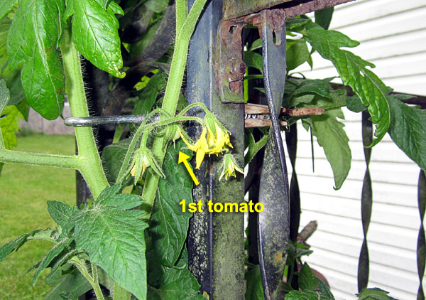 Garden20230604_7019_porchTomato_1stTomato_600.jpg