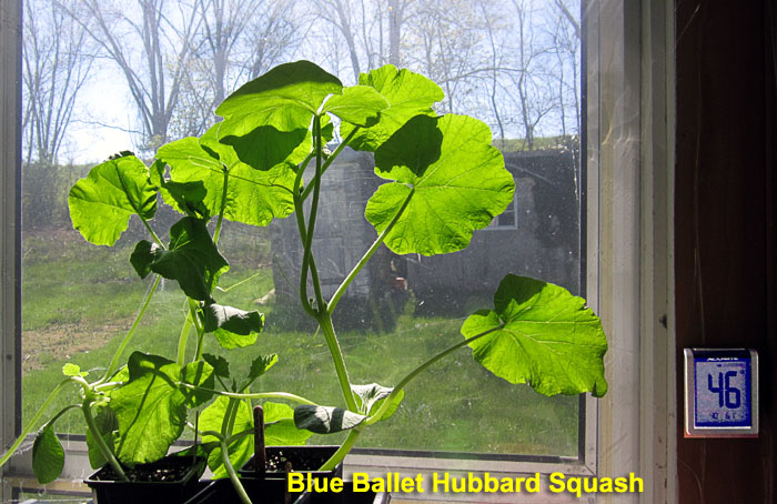 Garden20230411_6922_BlueBalletHubbard_onPorch_700.jpg