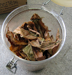 Perique20130723_824_addLeafToJar_300.jpg
