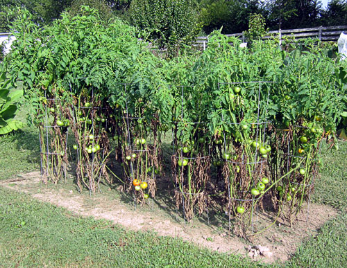 Garden20160801_2211_tomatoPlants_500.jpg