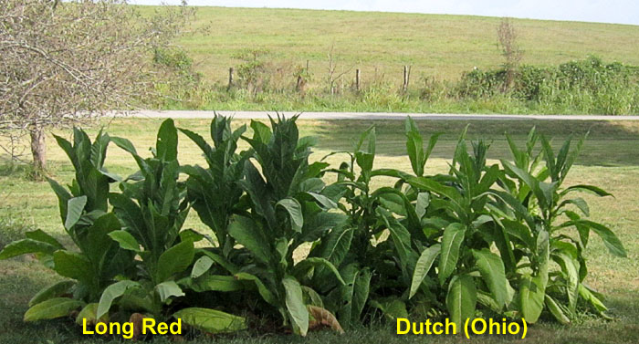 Garden20260905_7844_DutchOhio_LongRed_bed_700.jpg