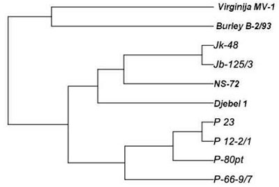 MacedonianTobacco_GeneticTree_400.jpg