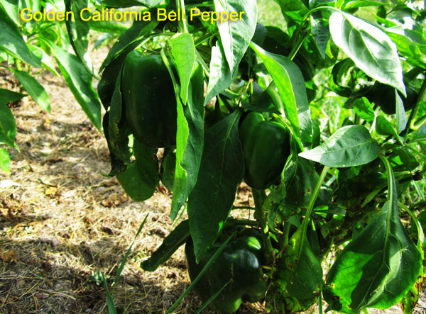 Garden20170925_3110_GoldBellPepper_600.jpg