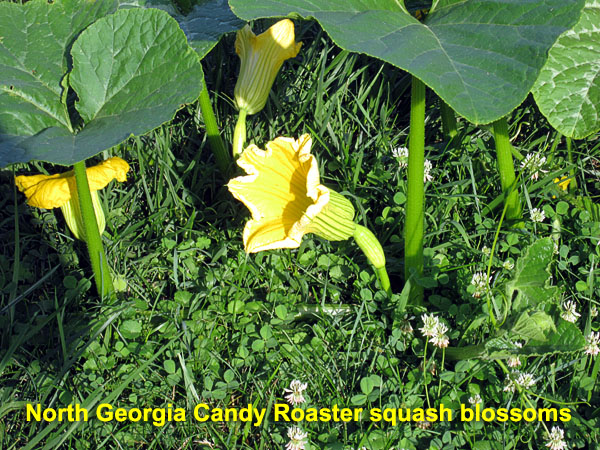Garden20220629_6510_NGaCandyRoaster_blossoms_600.jpg