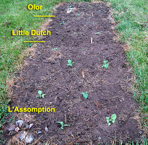 Garden20210517_5705_Olor_LittleDutch_LAssomption_bed_500.jpg