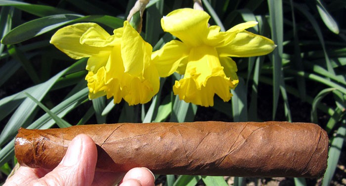 Garden20210406_5672_cigar_Cameroon_Black_Glessnor_700.jpg