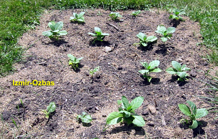 Garden20260612_7774_IzmirOzbas_bed_14da_700.jpg