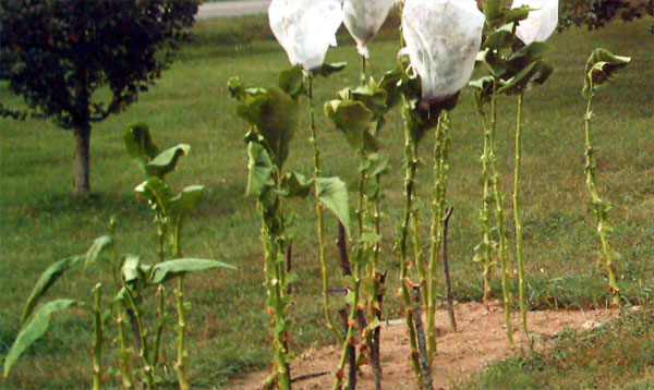 Garden_20110827_04_Tips_600.jpg