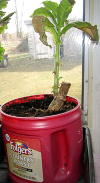 Garden20180101_3333_FolgersHavana322_200.jpg