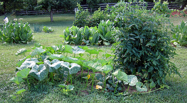 Garden20210703_5816_veggieBed_tomato_600.jpg