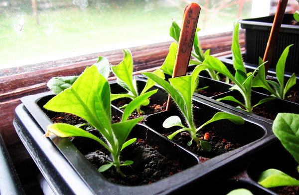 Garden20240430_7360_ComstockSpanish_8wks_600.jpg