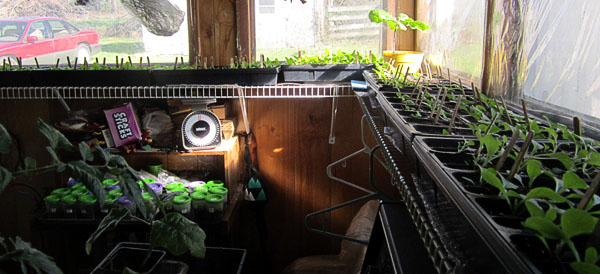 Garden20140416_1143_viewFromKitchenWindow_600.jpg