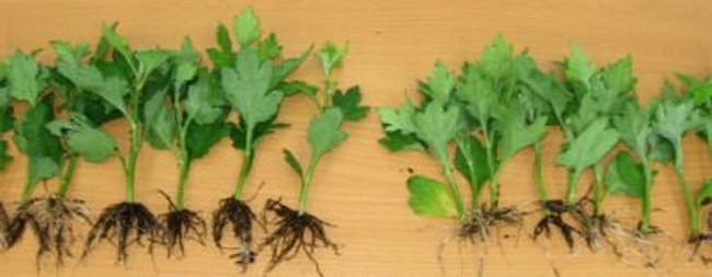 can tobacco be used as fertilizer How Should You Fertilize Plants? Best Fertilizer for Tobacco Plants